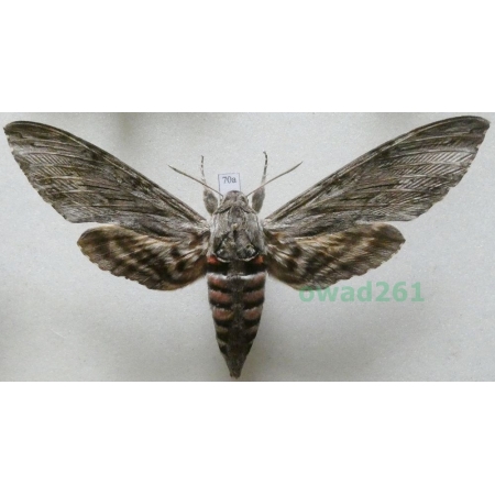 Agrius convolvuli (Linnaeus, 1758) female Czech 107mm70a